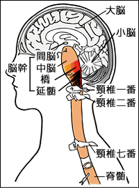 脳幹