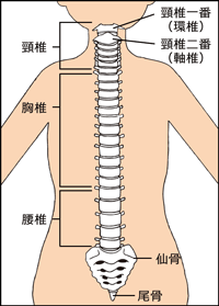 骨の名前