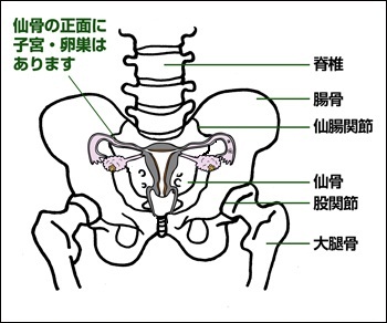 骨盤