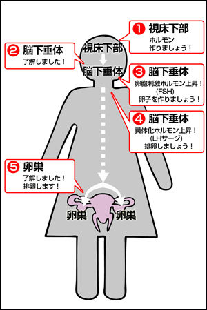 排卵システム